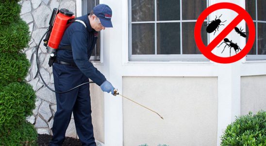 Pervari Tahtakurusu İlaçlama böcek ilaçlama ve haşere kontrolü — ilaclama-tr.com